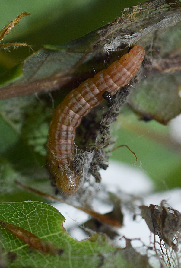 Acrobasis.... Acrobasis sodalella, Pyralidae